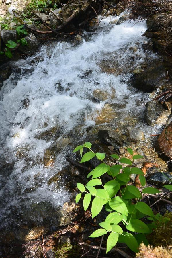 Himmlisch Urlauben St. Nikolai Διαμέρισμα Sankt Nikolai im Sölktal Εξωτερικό φωτογραφία